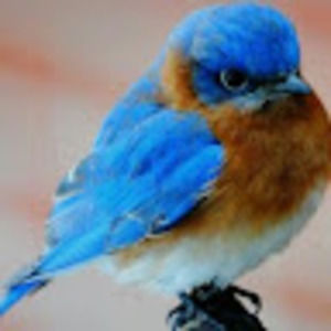 Meet your Posher, Kelli